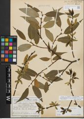 Foto von Salix fragilis L. x Salix pentandra L.
